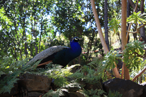 Pfau in der schönen Natur von Icod de los Vinos